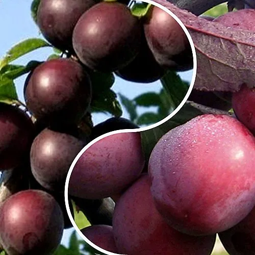 Комплект ИЗЮМИНКА САДА в Волгограде