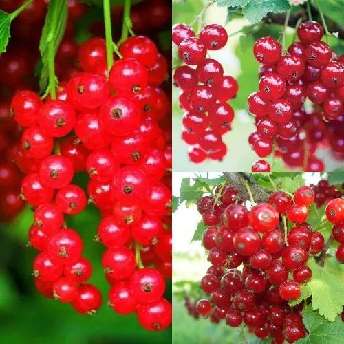 Комплект КРАСНЫЙ УРОЖАЙ в Волгограде