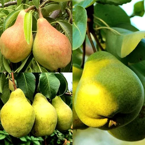 Комплект НАСТОЯЩИЙ ВОСТОРГ в Волгограде