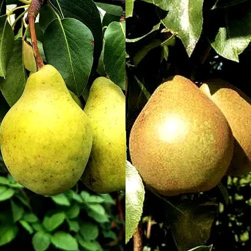 Комплект ДУЭТ в Волгограде