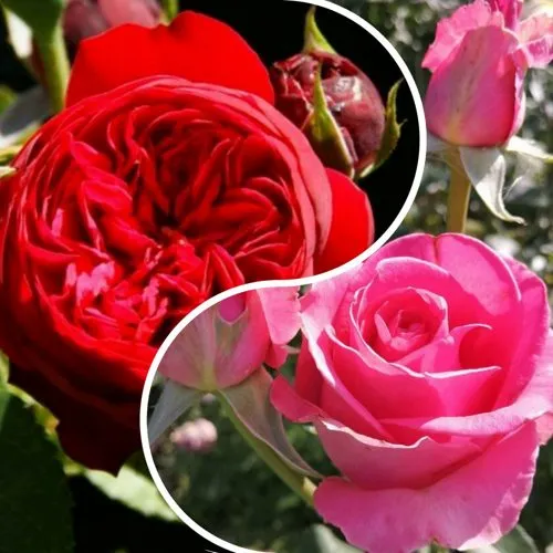 Комплект РОМАНТИЧЕСКИЙ БУКЕТ в Волгограде