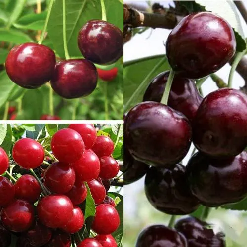 Комплект ВИШНЕВЫЙ САД в Волгограде