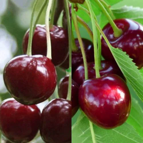 Комплект ВИШНЕВЫЙ ТАНДЕМ в Волгограде