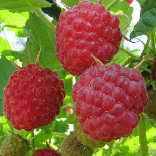 Малина НОВОСТЬ КУЗЬМИНА  в Волгограде