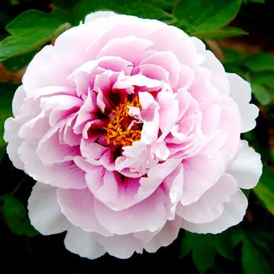 Пион ПЕРСИК ПОД СНЕГОМ древовидный в Волгограде