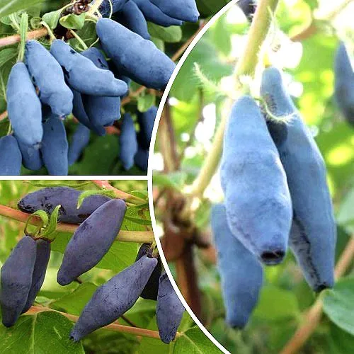 Комплект СЛАДКИЕ ХИТЫ в Волгограде