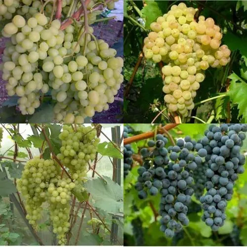 Комплект ВИНОГРАДНАЯ РАДУГА в Волгограде