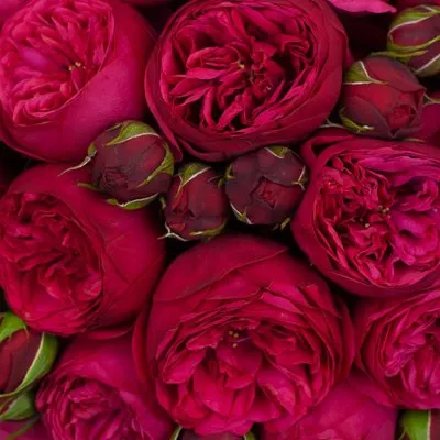 Пионовидные розы.jpg Пионовидные розы.jpg