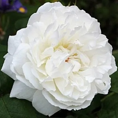 Саженцы роз ВИНЧЕСТЕР КАФЕДРАЛ английская  Саженцы роз ВИНЧЕСТЕР КАФЕДРАЛ английская в Волгограде