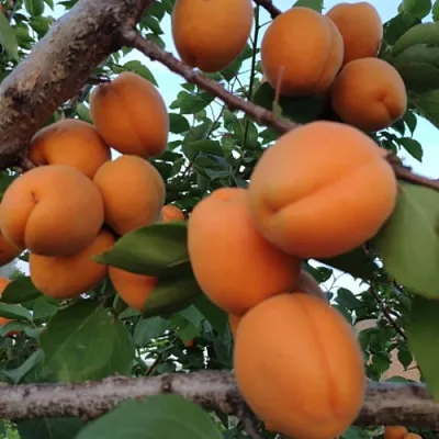 Абрикос ГОЛД РИЧ в Волгограде