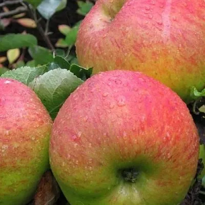 Яблоня ЯБЛОЧНЫЙ СПАС  Яблоня ЯБЛОЧНЫЙ СПАС в Волгограде