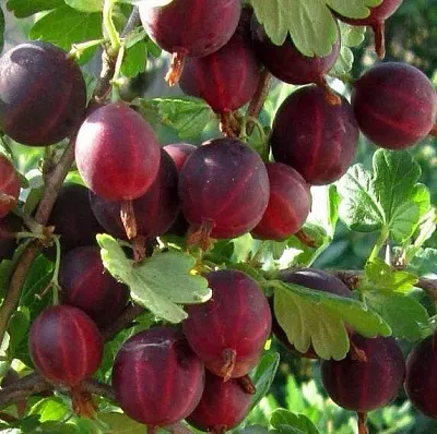 Крыжовник ХИННОМАКИ РОТ в Волгограде