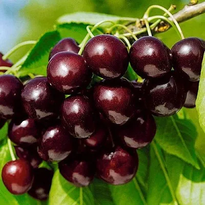 Черешня ВИТЯЗЬ  Черешня ВИТЯЗЬ в Волгограде