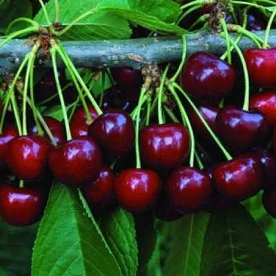 Черешня ВЕДА  Черешня ВЕДА в Волгограде