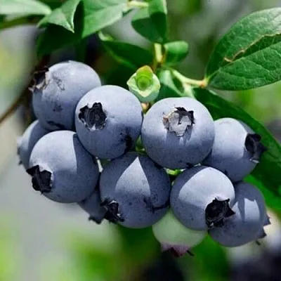 Голубика СИЕРРА в Волгограде