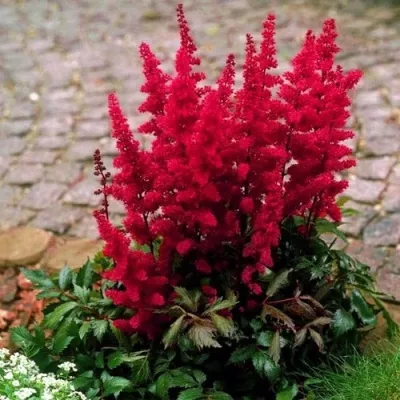 Астильба ГЛАТ Арендса — описание сорта Астильба ГЛАТ Арендса в Волгограде