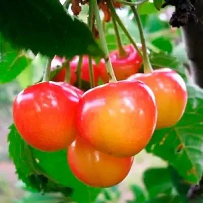 Черешня ДОНЧАНКА  Черешня ДОНЧАНКА в Волгограде