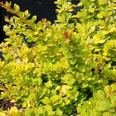 Барбарис СЕНСЕЙШЕН тунберга  Барбарис СЕНСЕЙШЕН тунберга в Волгограде