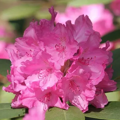 Рододендрон ЛУМИНА  Рододендрон ЛУМИНА в Волгограде