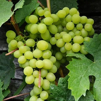 Виноград АЛЕШЕНЬКИН  Виноград АЛЕШЕНЬКИН в Волгограде