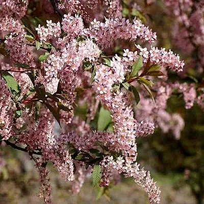 Черемуха НЕЖНОСТЬ  Черемуха НЕЖНОСТЬ в Волгограде