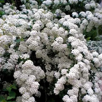 Спирея ВАНГУТТА  Спирея ВАНГУТТА в Волгограде