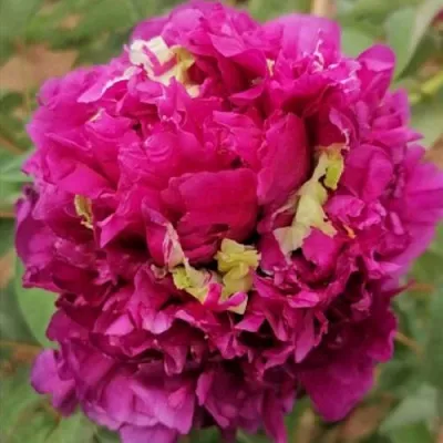 Пион ПОЛЕТ ЛАСТОЧКИ древовидный в Волгограде