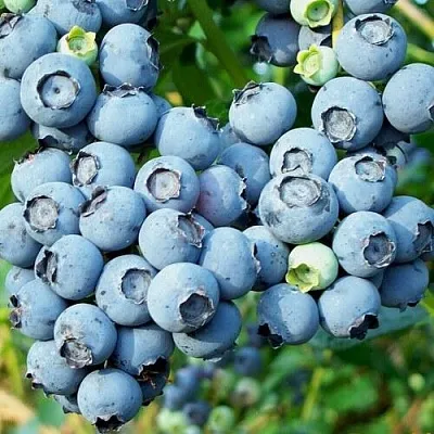 Голубика ПУРУ в Волгограде