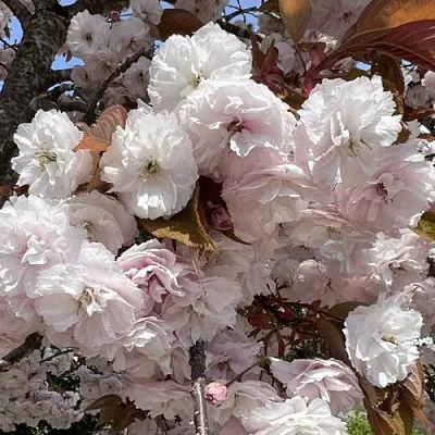 Сакура ШИРОФУГЕН  Сакура ШИРОФУГЕН в Волгограде