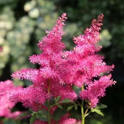 Астильба САННИ ДЕЙ гибридная в Волгограде