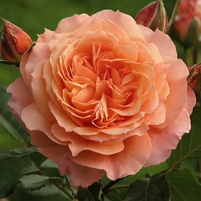 Саженцы роз БЕЛЬВЕДЕР шраб  Саженцы роз БЕЛЬВЕДЕР шраб в Волгограде