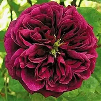 Саженцы роз ЗЕ ПРИНЦ английская  Саженцы роз ЗЕ ПРИНЦ английская в Волгограде