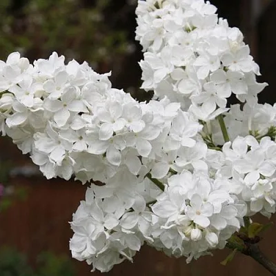 Сирень ФЛОРА  Сирень ФЛОРА в Волгограде