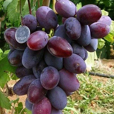 Средние сорта  Средние сорта в Волгограде