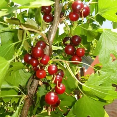 Смородина золотистая ВИШНЕВАЯ  Смородина золотистая ВИШНЕВАЯ в Волгограде