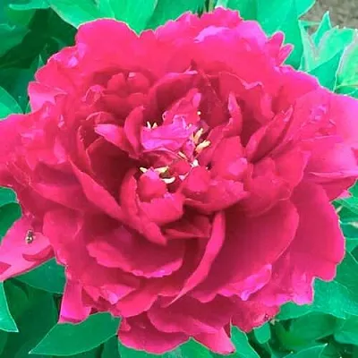 Пион ОСТРОВНОЙ МИНИСТР древовидный  Пион ОСТРОВНОЙ МИНИСТР древовидный в Волгограде