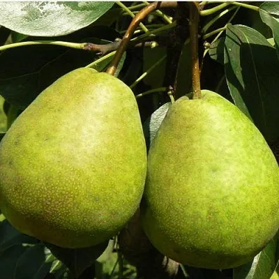 Груша ЛАГОДНАЯ  Груша ЛАГОДНАЯ в Волгограде