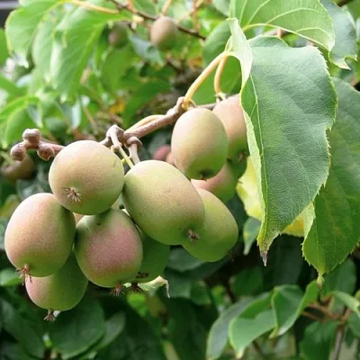 Актинидия ЛЮСИ аргута   Актинидия ЛЮСИ аргута  в Волгограде