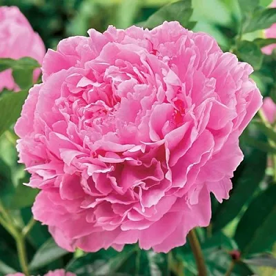 Пион МИСС ЭКХАРТ травянистый  Пион МИСС ЭКХАРТ травянистый в Волгограде