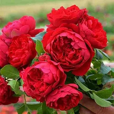 Саженцы роз ФЛОРЕНТИНА плетистая  Саженцы роз ФЛОРЕНТИНА плетистая в Волгограде