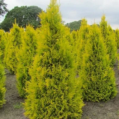 Туя САНКИСТ западная  Туя САНКИСТ западная в Волгограде