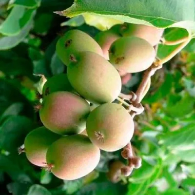 Актинидия ГИБРИДНАЯ КОЛБАСИНОЙ — описание сорта Актинидия ГИБРИДНАЯ КОЛБАСИНОЙ в Волгограде