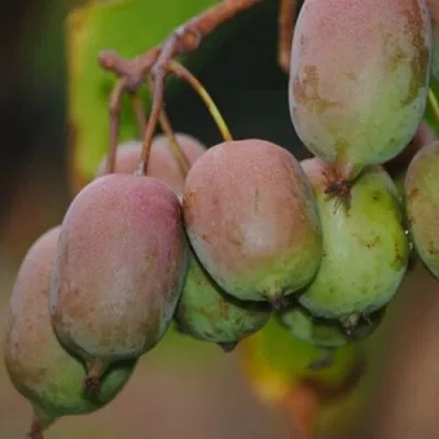 Актинидия ГИБРИДНАЯ КОЛБАСИНОЙ — описание сорта Актинидия ГИБРИДНАЯ КОЛБАСИНОЙ в Волгограде