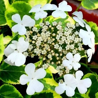 Гортензия МИРАНДА черешковая  Гортензия МИРАНДА черешковая в Волгограде