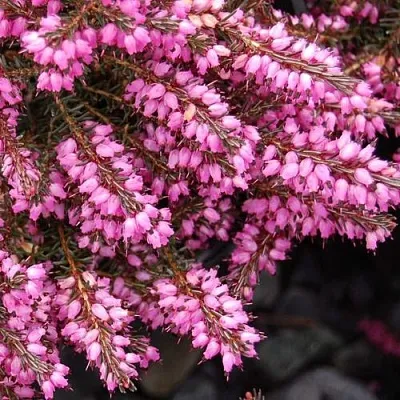 Эрика СТИНКЕ дарленская  Эрика СТИНКЕ дарленская в Волгограде