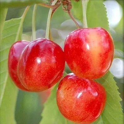 Черешня МЕДУНИЦА  Черешня МЕДУНИЦА в Волгограде