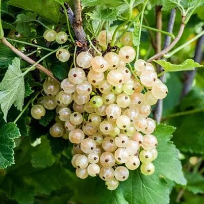 Смородина белая БЕЛАЯ ПОТАПЕНКО  Смородина белая БЕЛАЯ ПОТАПЕНКО в Волгограде