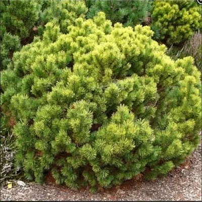 Ель ДАНС ДВАРФ обыкновення  Ель ДАНС ДВАРФ обыкновення в Волгограде