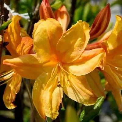 Азалия ГОЛДЕН ЛАЙТС листопадная  Азалия ГОЛДЕН ЛАЙТС листопадная в Волгограде