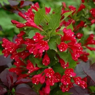 Вейгела РЕД ПРИНЦ в Волгограде